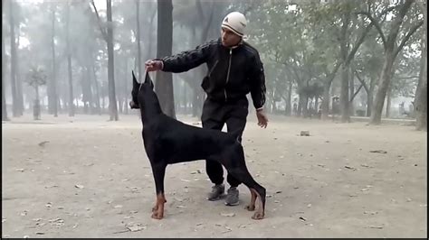 Doberman Show Training - YouTube