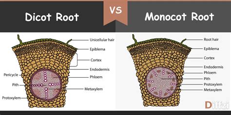 Anatomy Of Dicot And Monocot Root