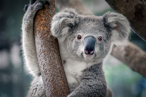 Koalas Lose 80% of Habitat in Devastating Australian Bushfires