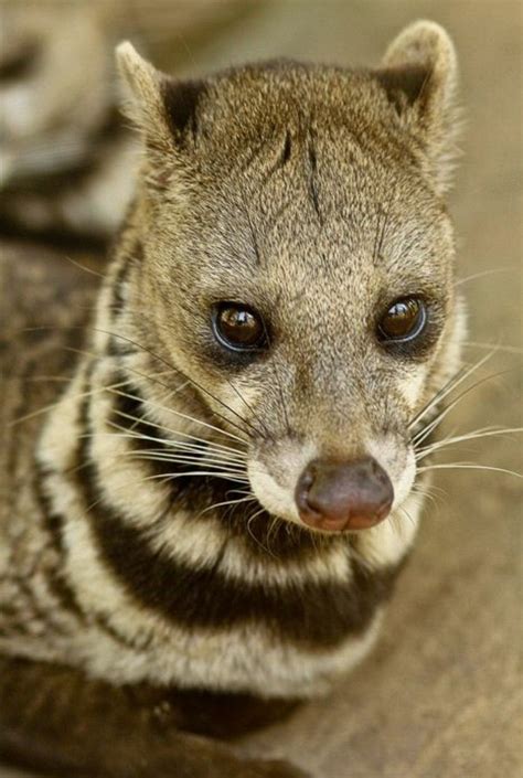 Civet Cat For Sale In Malaysia – Idalias Salon