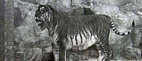 extinct_tiger_species | Tiger Facts and Information