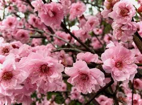 Fruit Tree Flowers