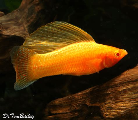 Premium MALE Gold Sailfin Molly