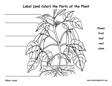 Plant Structure - The Parts of a Plant and Flower