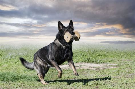 Training of German Shepherd Stock Photo - Image of purebred, large ...