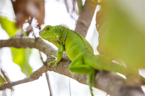 A Guide to Tayrona National Park - Brendan van Son Photography