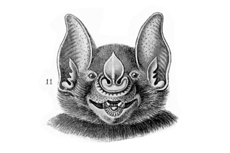 Bat Face Drawing at PaintingValley.com | Explore collection of Bat Face Drawing