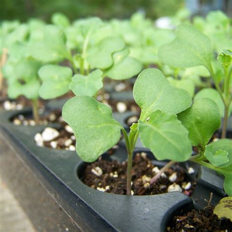 Broccoli Seeds in Bulk from Food to Live