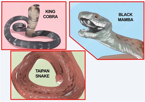 How to Differentiate Between Poisonous Snakes and Non Poisonous Snakes