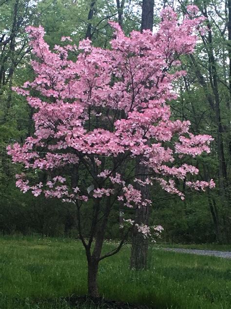 Pin by Marlenys Jimenez on Flowers | Small trees for garden, Dogwood ...