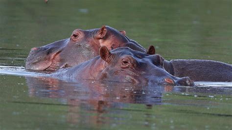 Pablo Escobar’s cocaine hippos legally recognised as people by US court ...