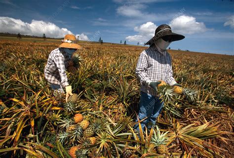 Lanai Filipinos harvest pineapples, Hawaii - Stock Image - E770/1376 - Science Photo Library