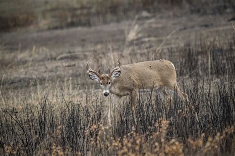 Deer Science: How Antlers Grow Bowhunters United