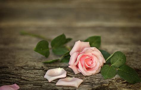 Download Pink Pink Rose Flower Nature Rose HD Wallpaper