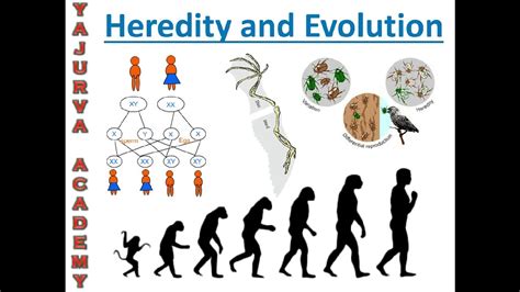 Heredity and Evolution 10th Maharashtra Board - YouTube