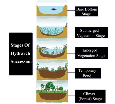 Some of the stages in the hydrach are labeled asA) Marsh meadow stageB) Reed swamp stageC ...