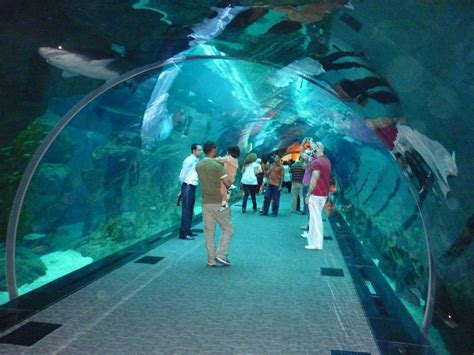 Images PK: Dubai Aquarium