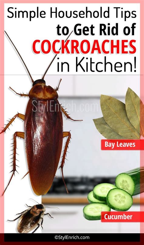 How to Get Rid of Cockroaches in Kitchen Using Simple Household Tips? | Household hacks ...