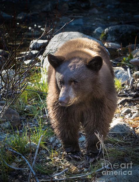 Black Bear Cub Photograph by Webb Canepa | Pixels