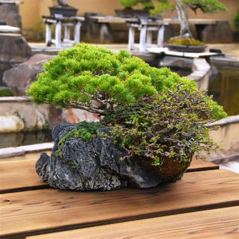 Creating Bonsai On Rock: A Step-by-Step Guide