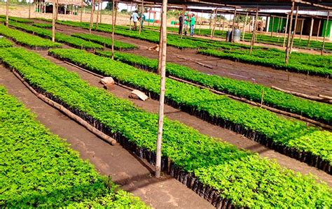 One million tree seedlings grown in under nine months - Better Globe Media