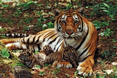 tiger | Facts, Information, & Habitat | Britannica