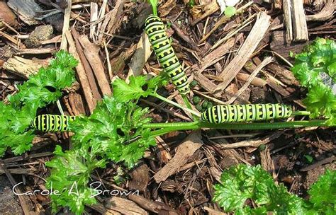 Host Plants for Black Swallowtail Butterflies | Wildlife gardening ...