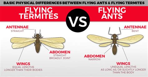 Why Flying Ants Day Happens | Flying Termites Vs Ants