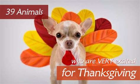 39 Animals Who Are Very Excited for Thanksgiving | WPRO-FM