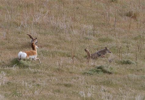 The Coyotes and the Plucky Pronghorn « Feathered Photography