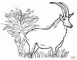 Giant Sable Antelope coloring Page  Free Printable Coloring Pages sketch template