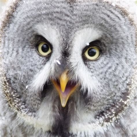 Great Grey Owl - Bartkauz - Strix nebulosa | Arne List | Flickr