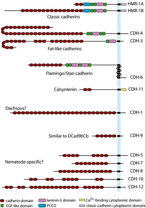 The cadherin superfamily