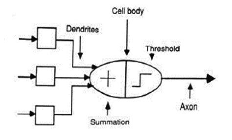 Artificial Neuron Model [1] | Download Scientific Diagram