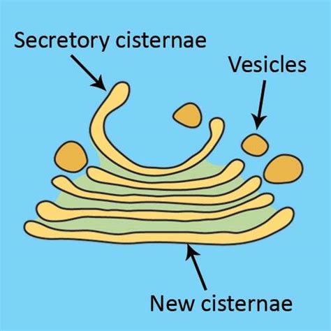 Cell Biology, Golgi Bodies