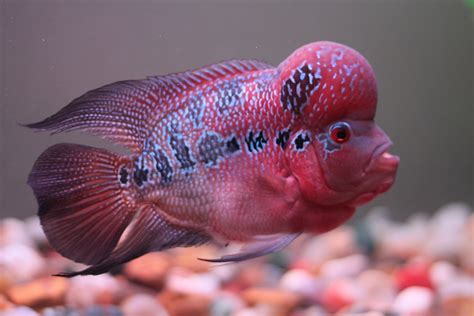 cichlids.com: Flowerhorn Updated Pic 3