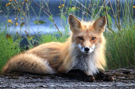 Faune du Canada et du Québec : découvrez ses animaux sauvages en photos - Le Mag Kanata