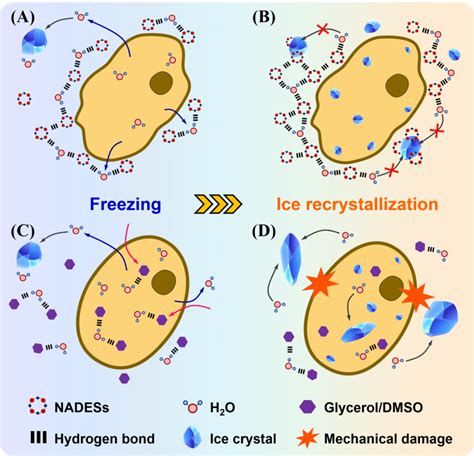 The proposed mechanisms of the NADESs-supported cryopreservation (A and ...