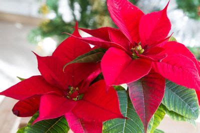 Tips On The Care Of Poinsettia Plants