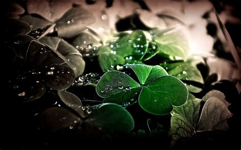 HD wallpaper: Lucky LUCK, nature, beautiful, green, petal | Wallpaper Flare