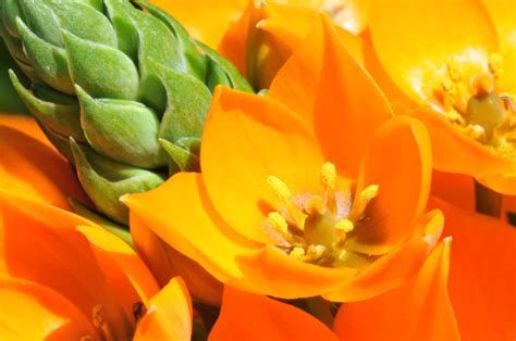 Ornithogalum Dubium Or Sun Star Flower Macro Stock Photo - Download Image Now - iStock