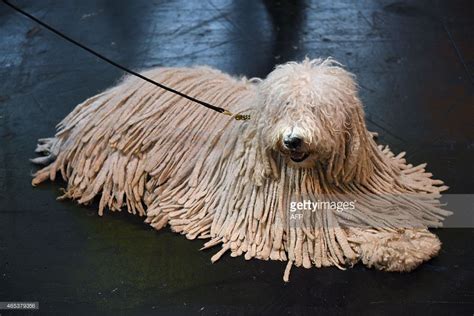 A Komondor dog is pictured on the second day of the Crufts dog show.at ...