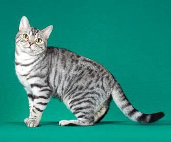 Mackerel Tabby Cat Breeds - Pets Lovers