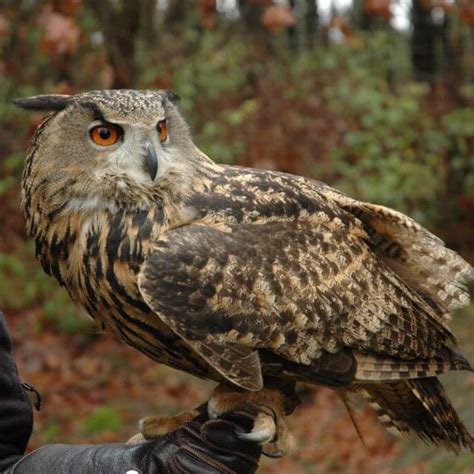 Eurasian Eagle Owl - Wildlife Images Rehabilitation and Education Center