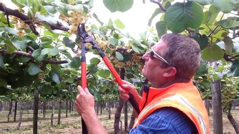 Male Pruning Kiwifruit vine - YouTube