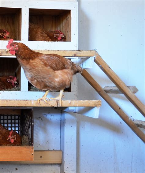 10 Features Laying Hens Look for in a Perfect Nesting Box - Cackle Hatchery