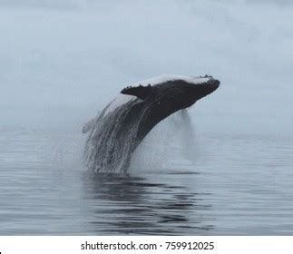 Humpback Whale Breaching Hawaii Maui Lahaina Stock Photo 1407374033 ...