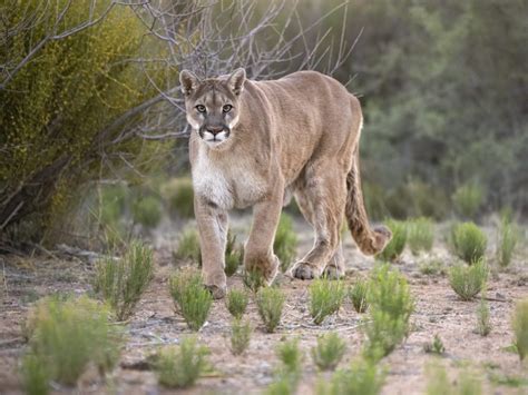 Dog Survives Mountain Lion Attack