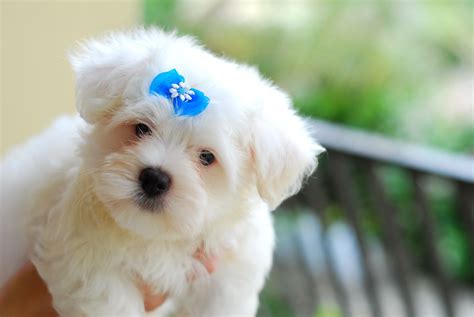 Animals Zoo Park: Top 10 Small Dog Breeds in America With Photos & Pics