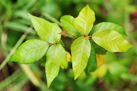 What Does Poison Ivy Look Like? How to ID and Avoid It | Reader's Digest